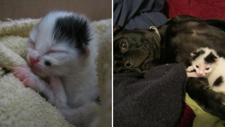 Two-Day-Old Kitten Rescued By A Hero Pup Sparks A Friendship That Lasts A Lifetime