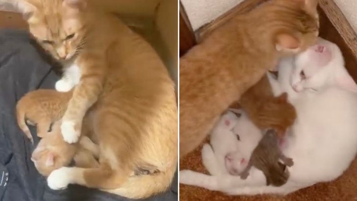 Two Mama Cats Raise Their Kittens Together After A Heart-Crushing Loss