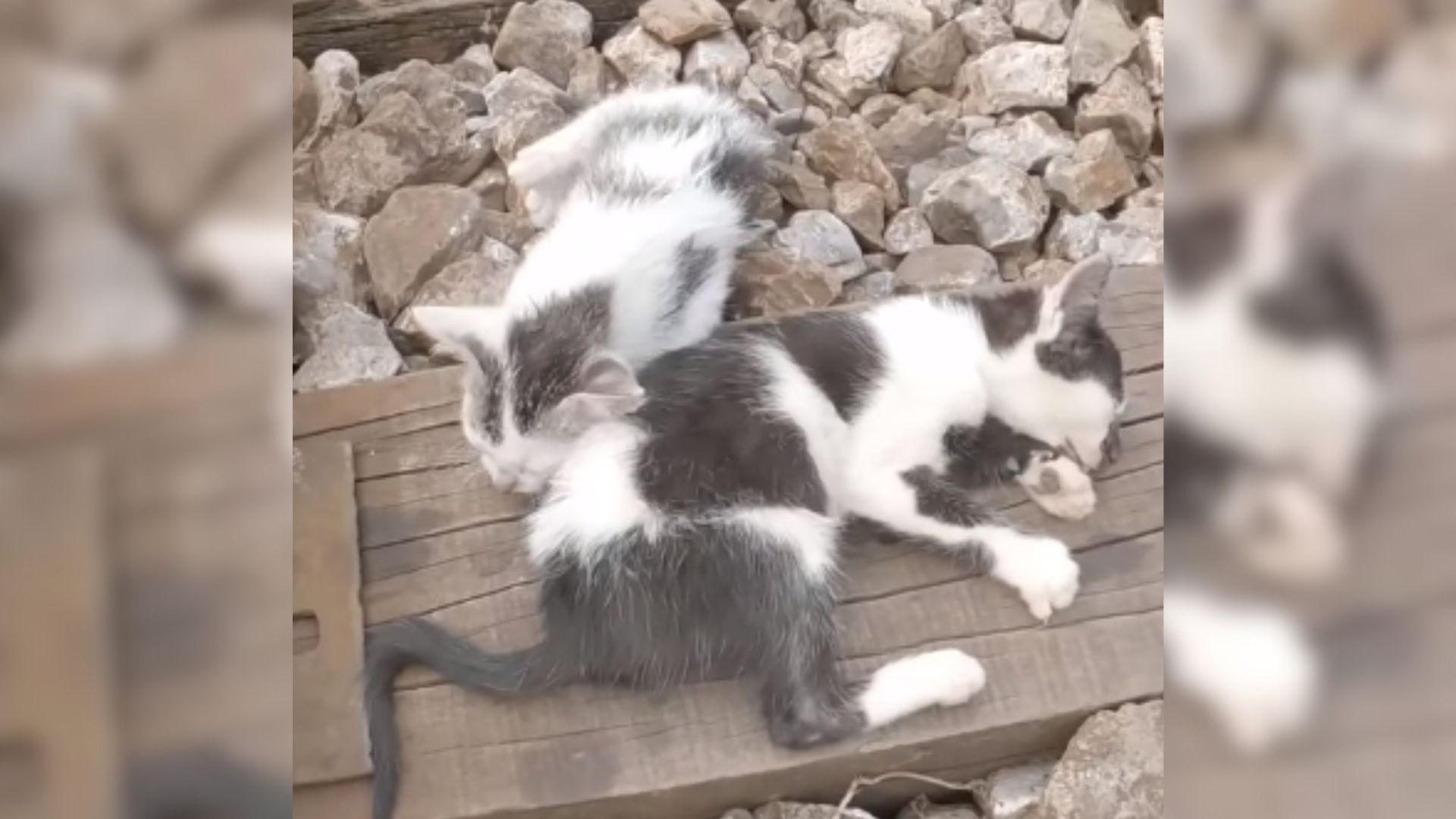 two kittens on railroad