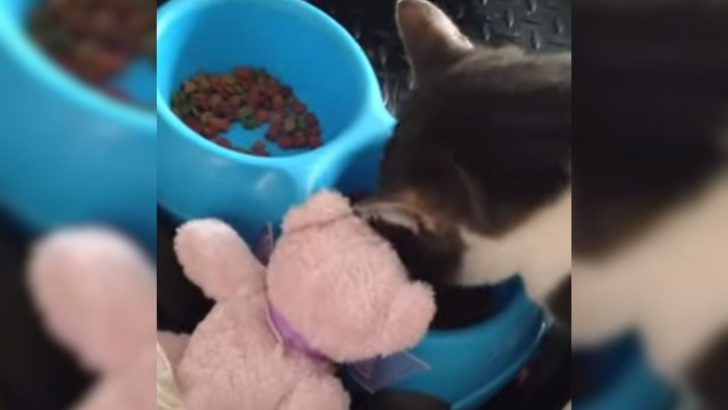 Watching This Cat Hilariously Teach A Stuffed Bear To Eat Like A Gentleman Will Make Your Day