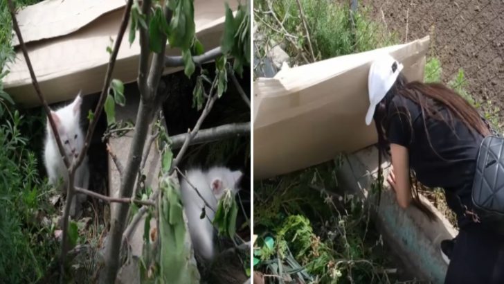 Woman Finds Three Tiny Kittens Abandoned In The Trash Crying For Their Mom