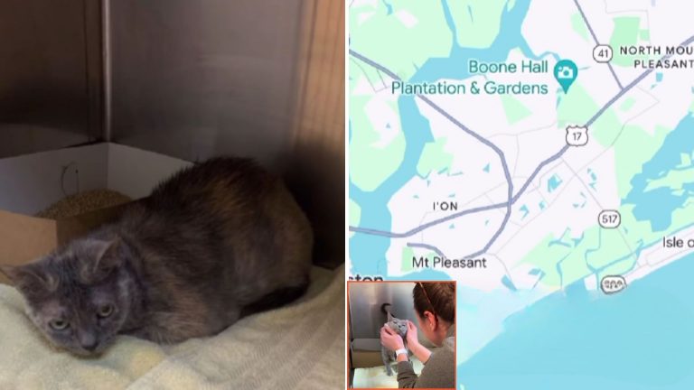 woman got call about her missing cat