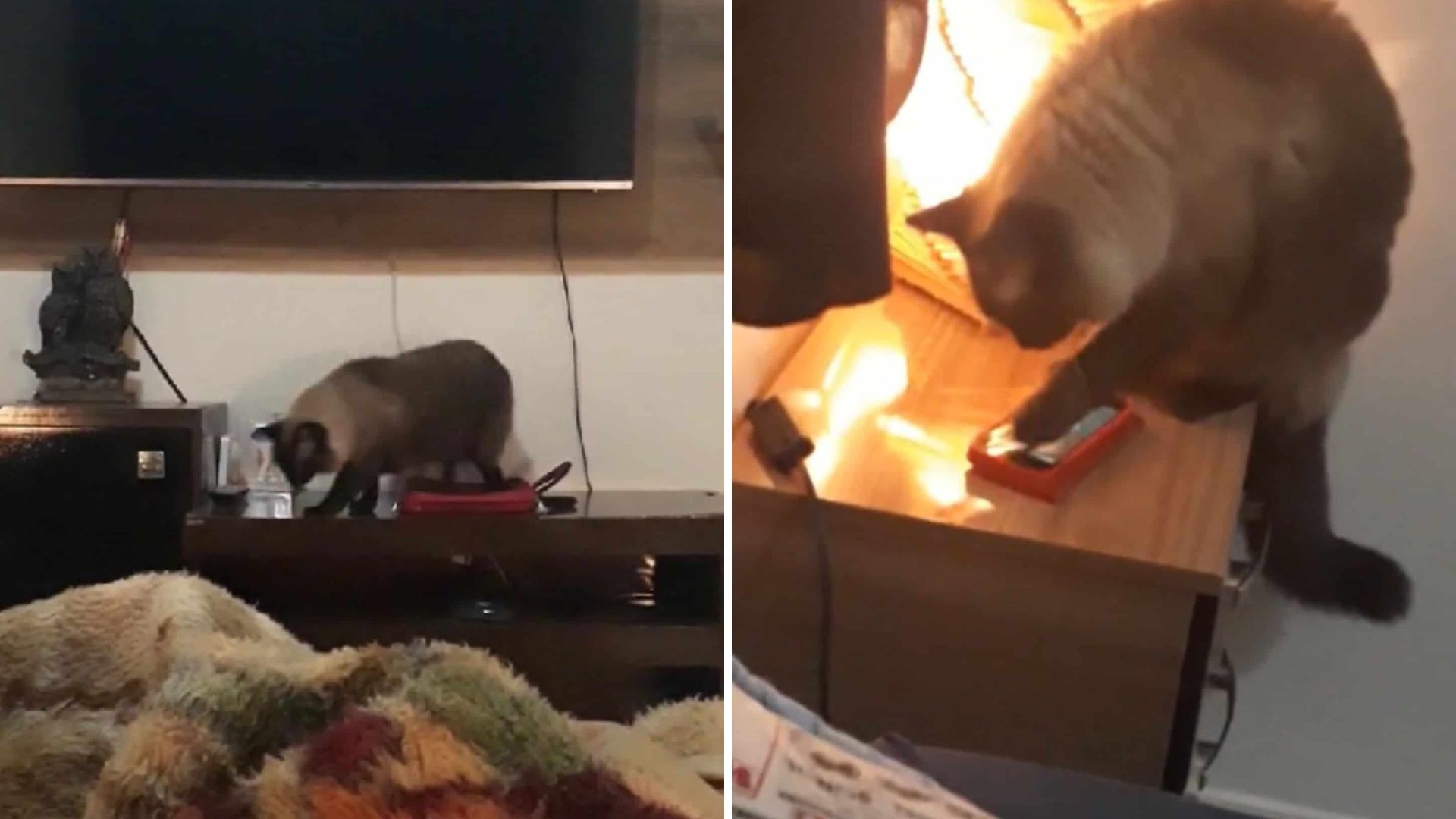 Woman In Disbelief After Her Cat Angrily Turns Off The Alarm Clock In The Morning
