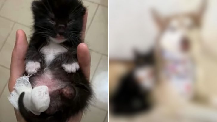 Woman Rescues A Three-Legged Kitten But Who Nursed Him Back To Health Will Leave You Surprised