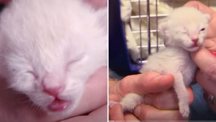 Woman Saves Kitten Born With Twisted Leg After Refusing To Euthanize Her