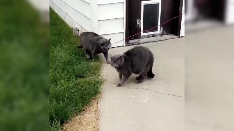 two cats in the yard