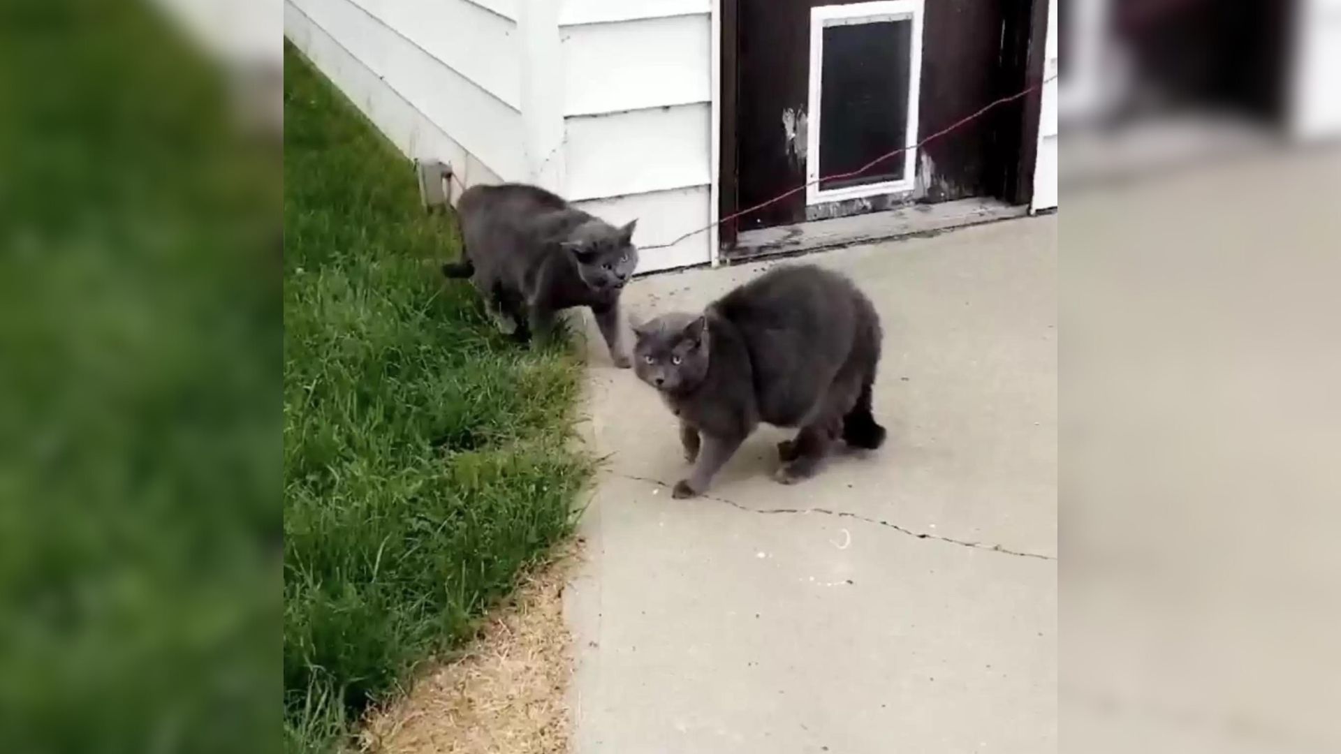 two cats in the yard