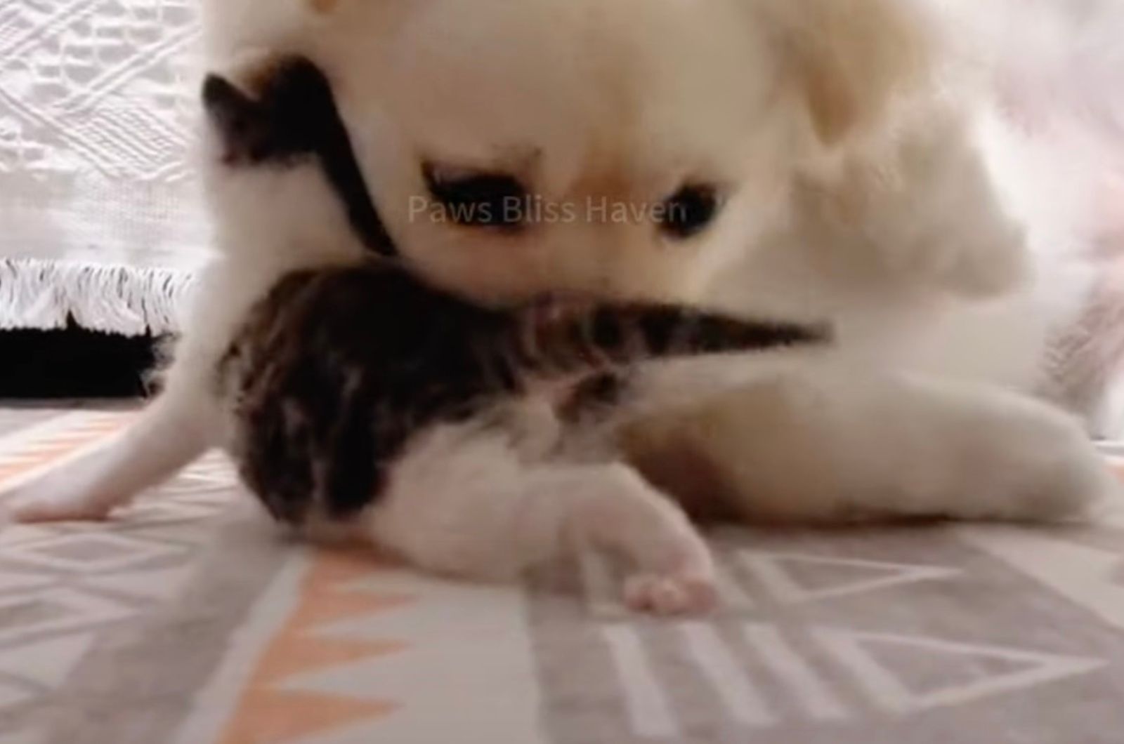 a dog sniffing kitty