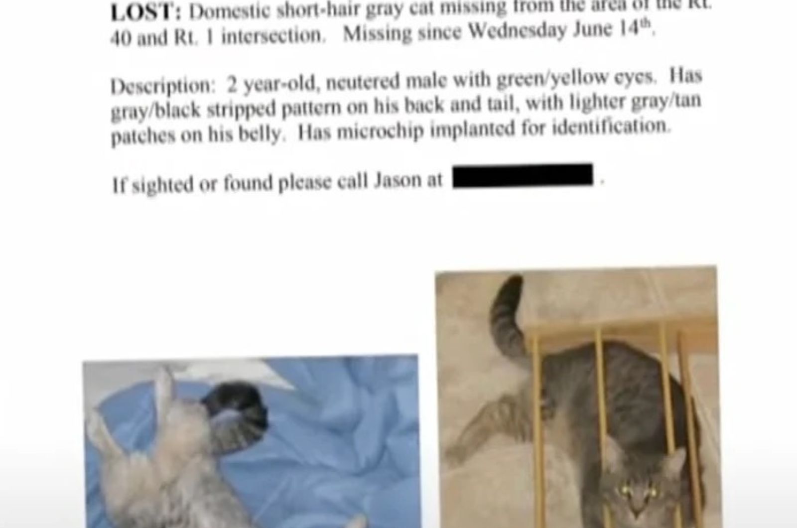 a missing cat flyer
