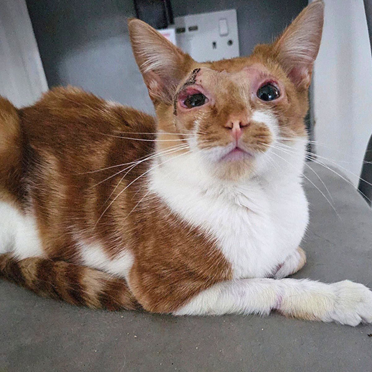 abused cat almost recovered