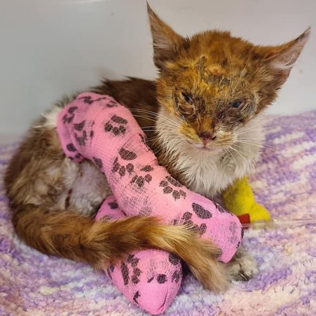 abused cat wearing pink cast