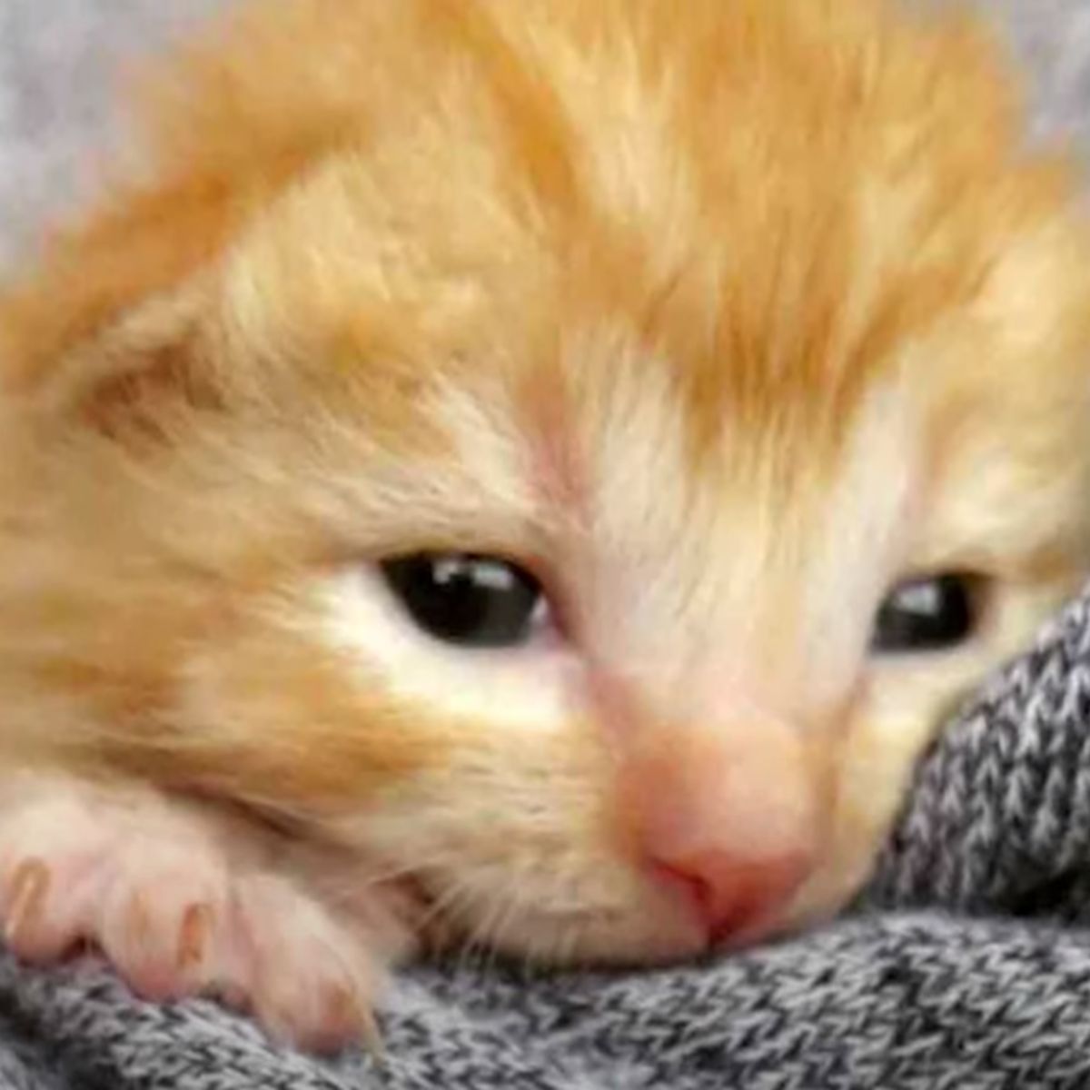 adorable ginger kitten