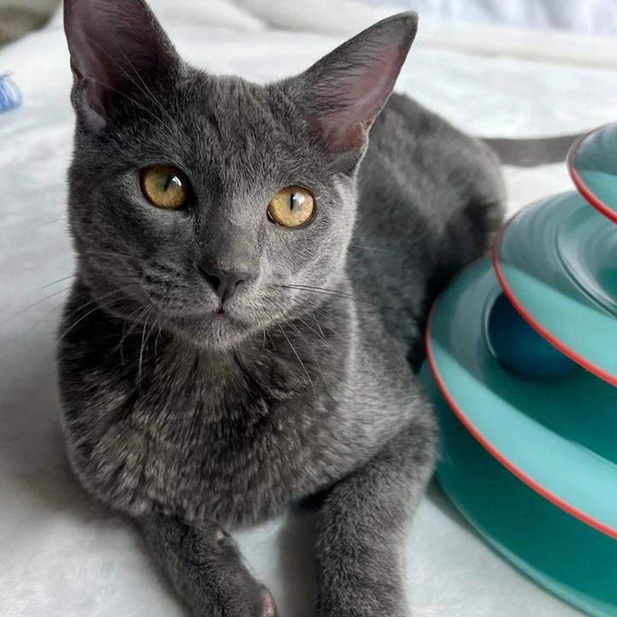 adorable gray cat laying down