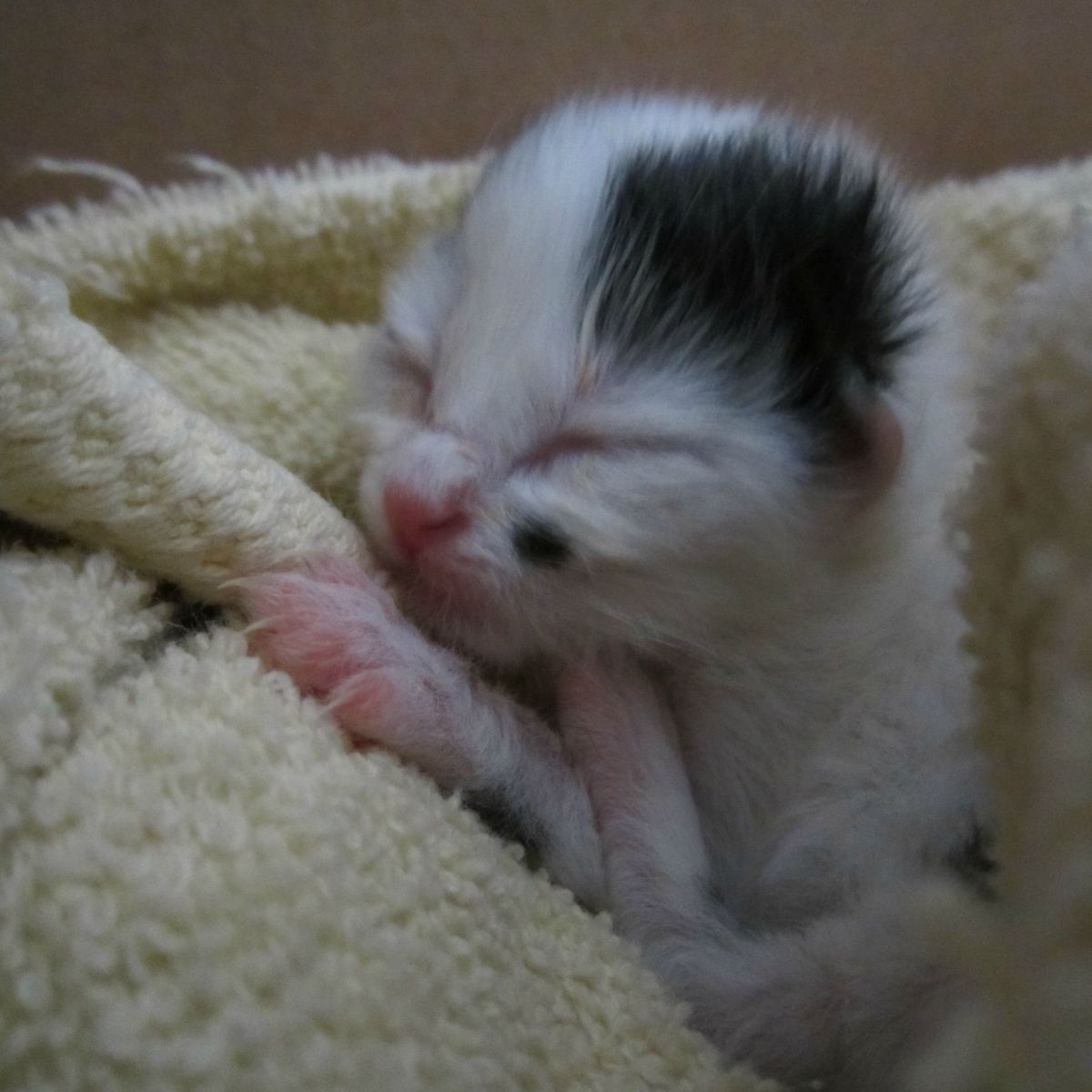 adorable white newborn kitten