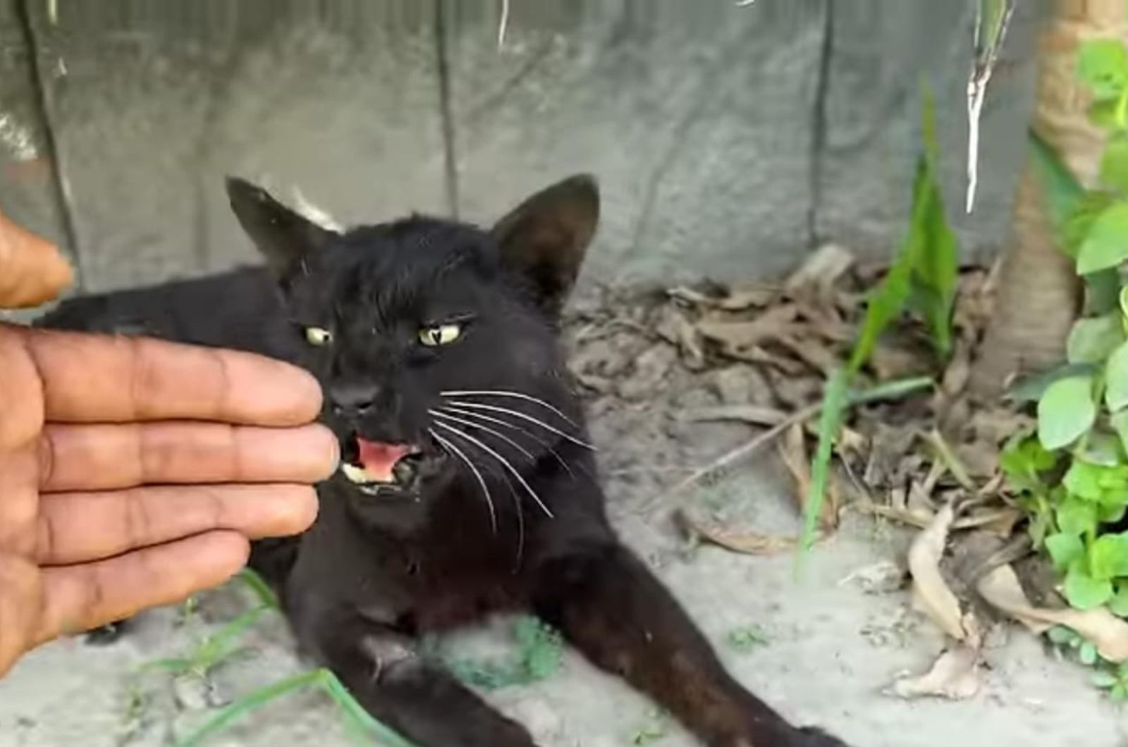 aggressive black cat