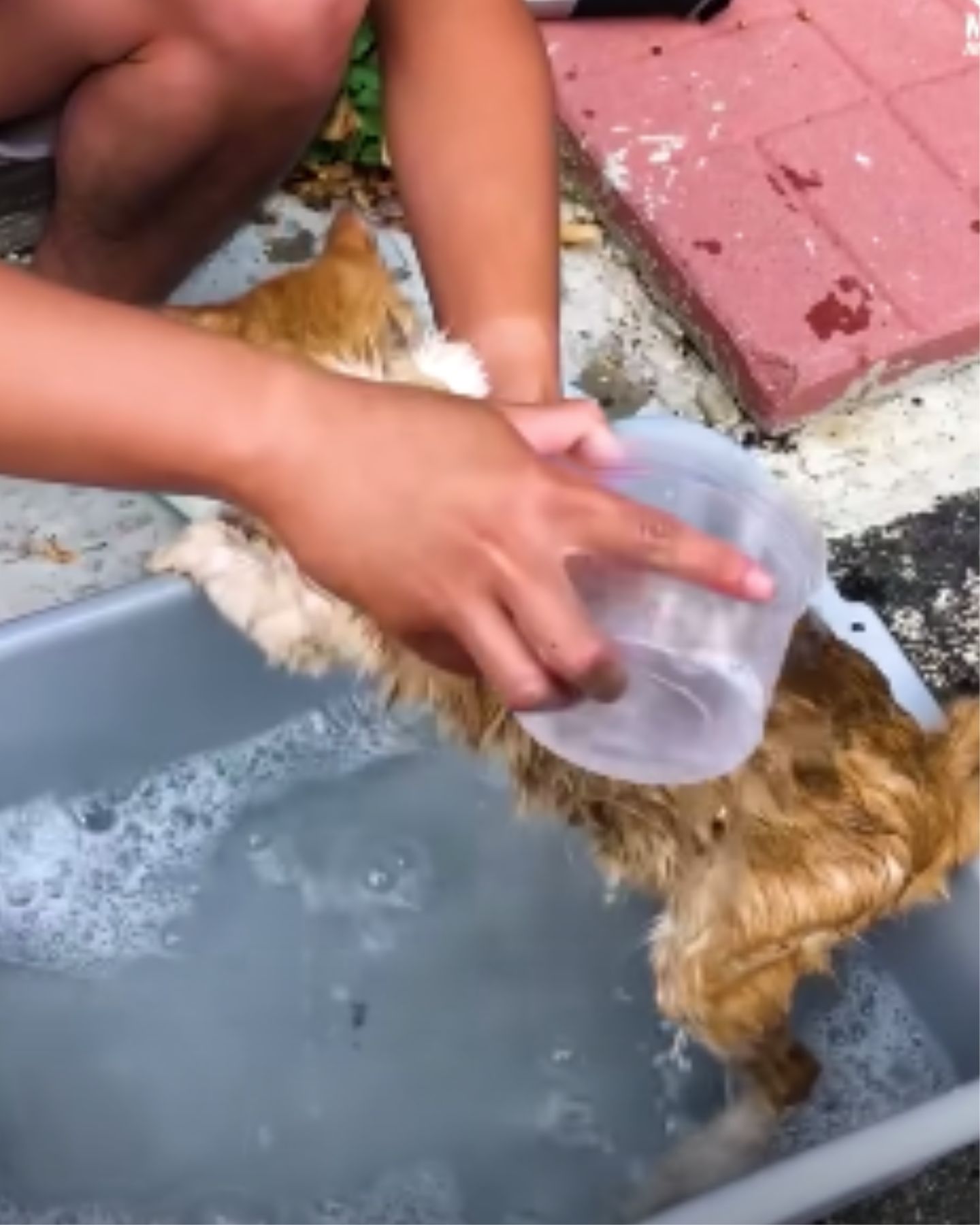 bathing stray cat