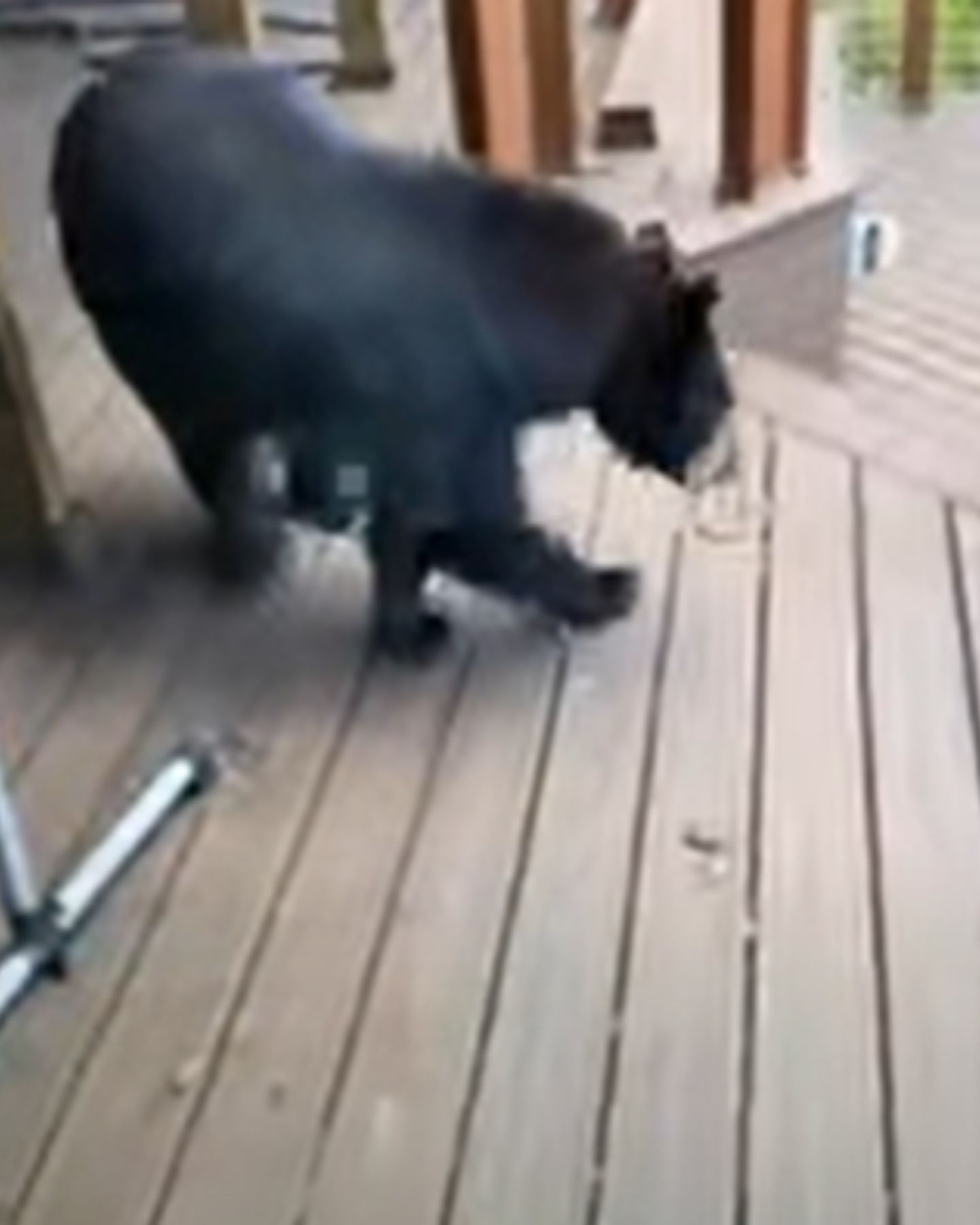 bear walking off the porch