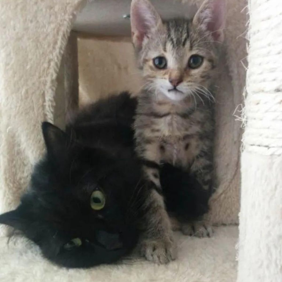 black cat and gray kitten