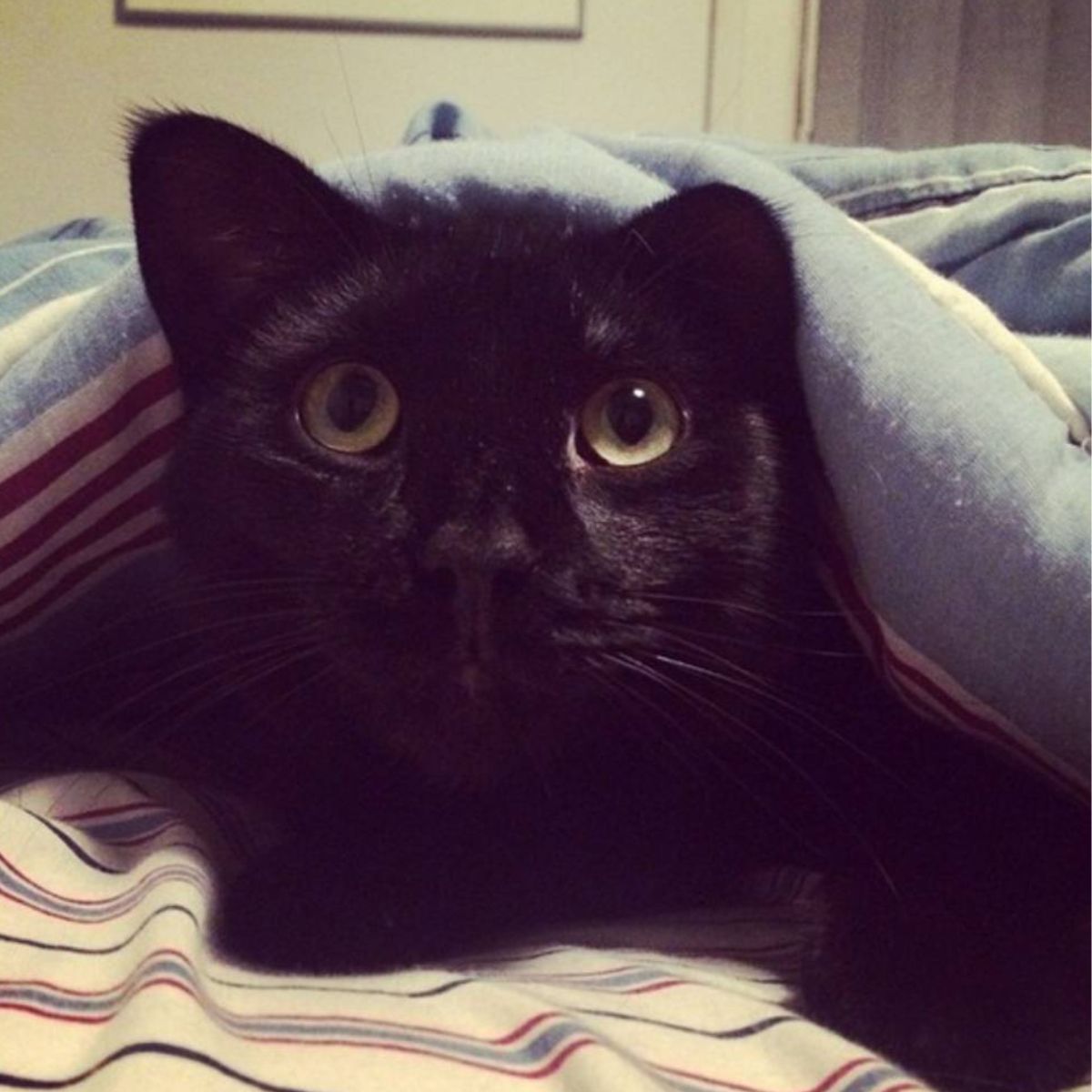 black cat lying under a cover