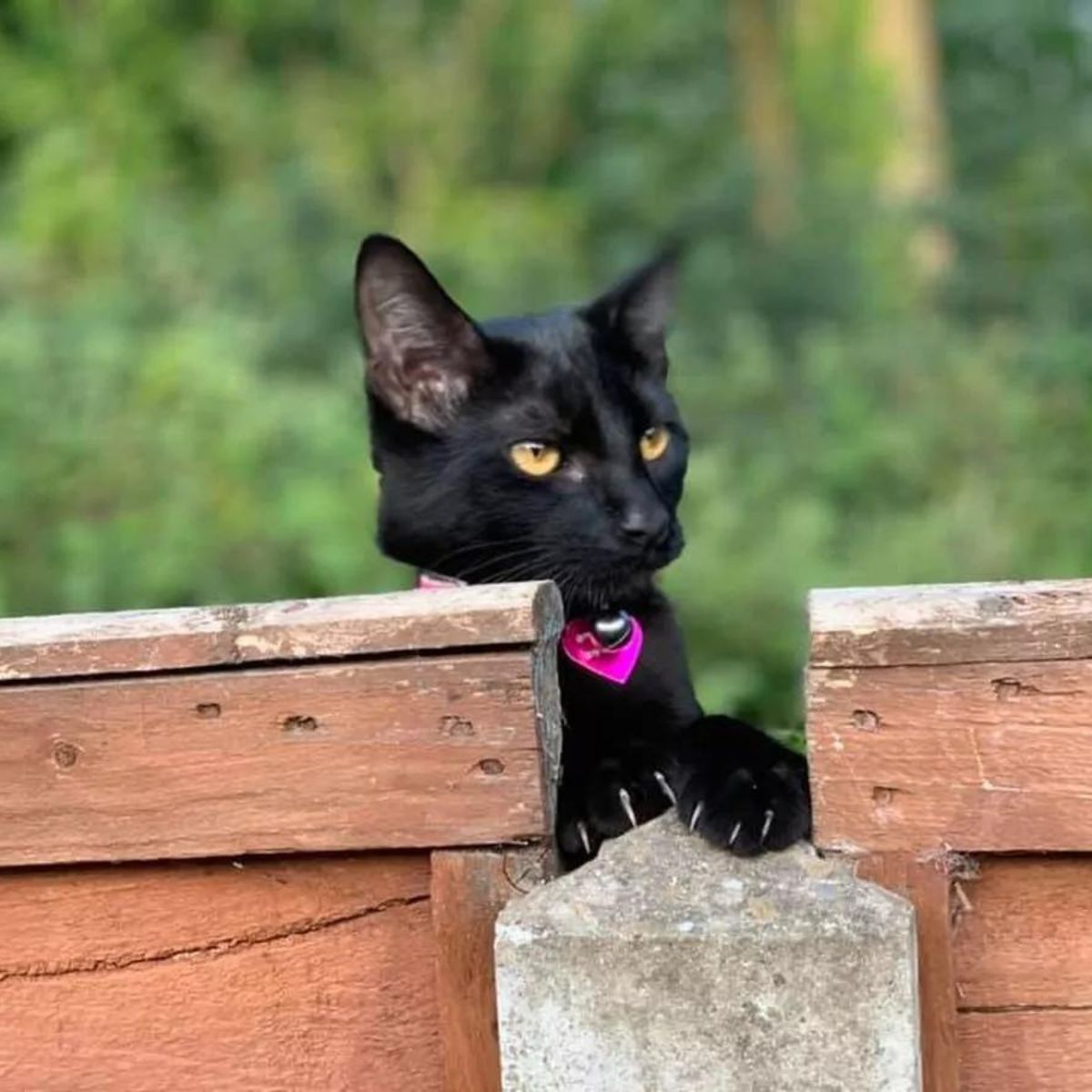 black cat peeking