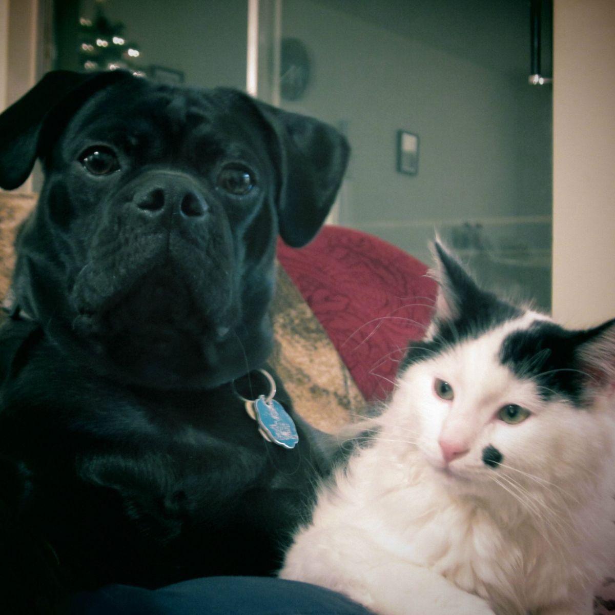 black dog and cat