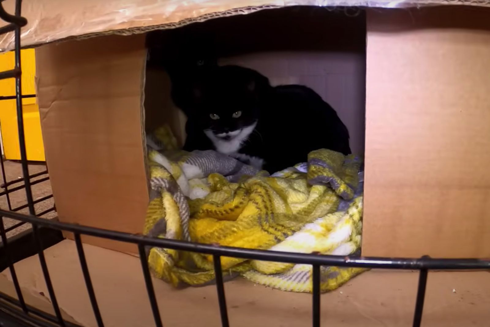 black kitten laying in a box