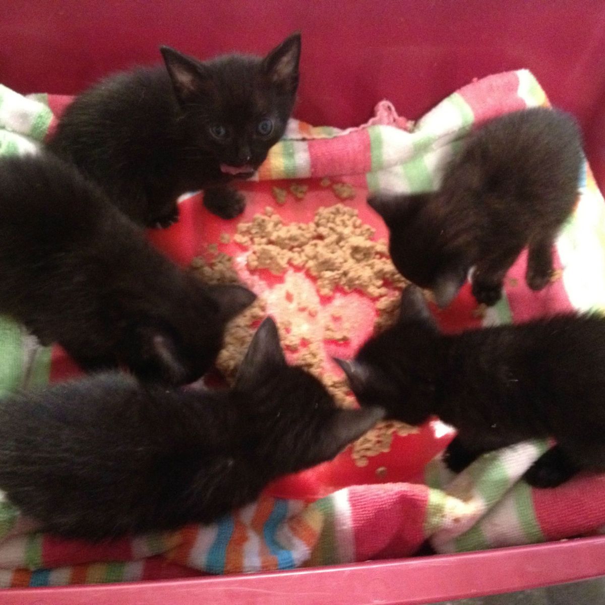 black kittens eating a food