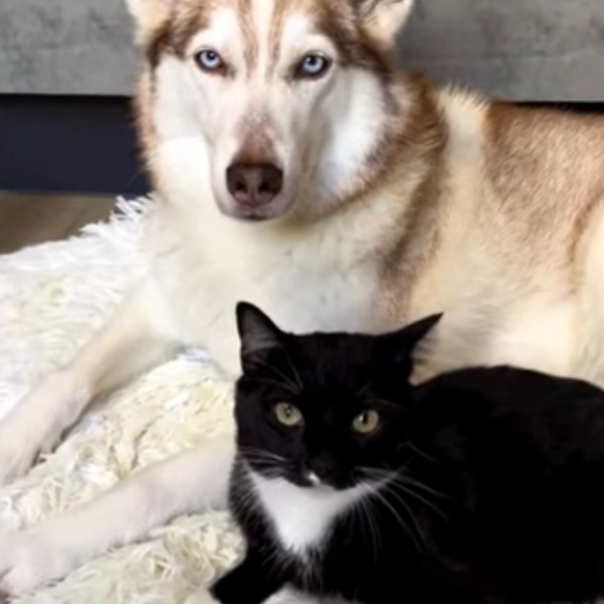 cat and husky lying next to each other