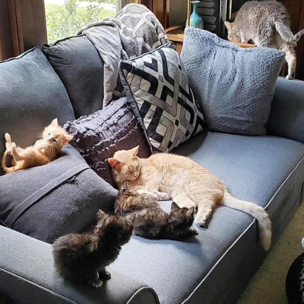 cat and kittens lying on couch
