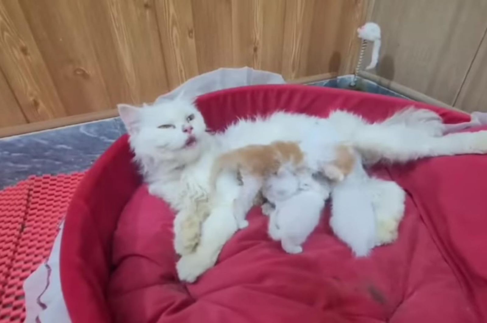 cat and kittens lying on red bed