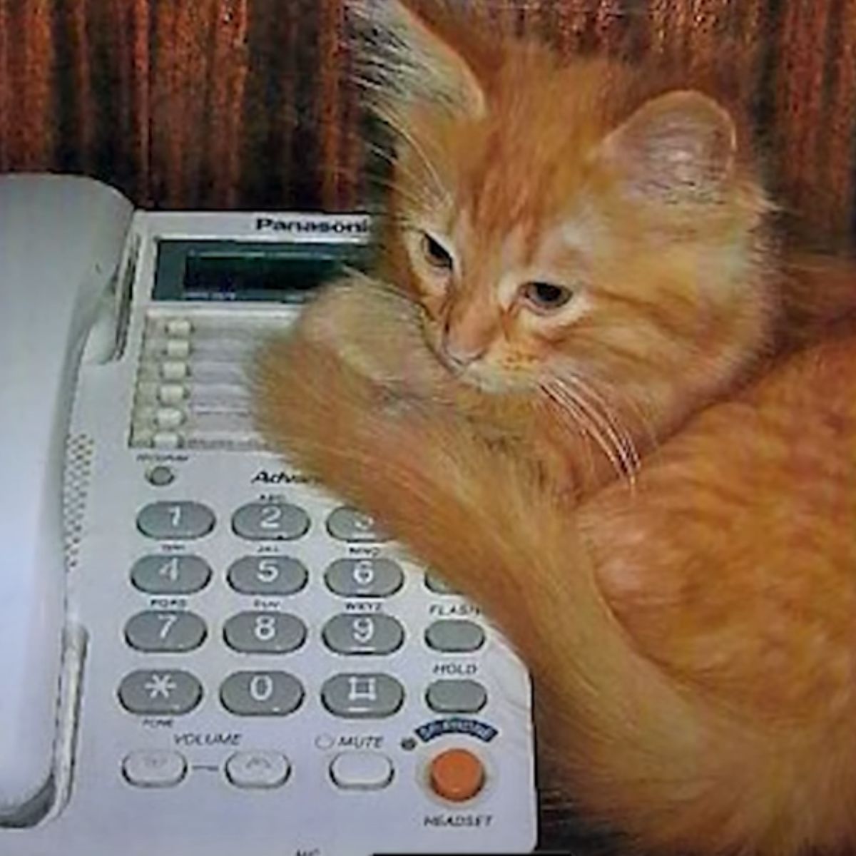 cat and old phone