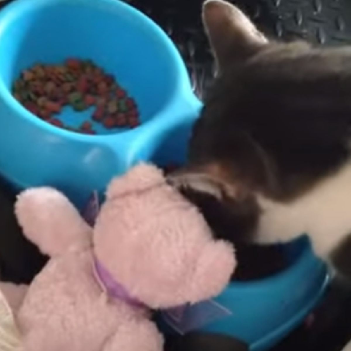 cat and teddy bear eating