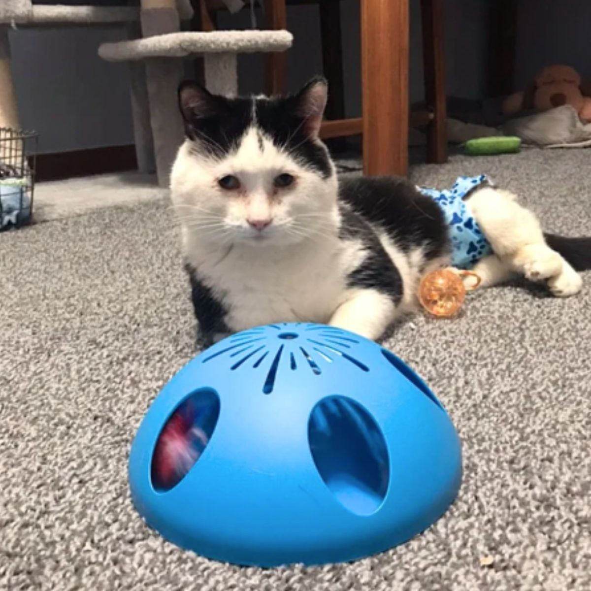 cat and toys