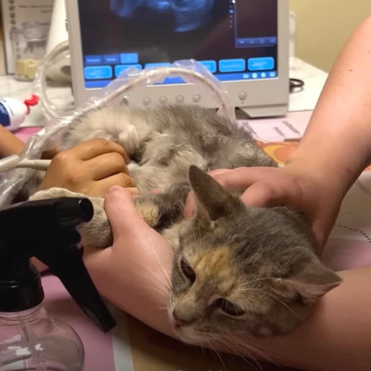 cat being on the ultrasound