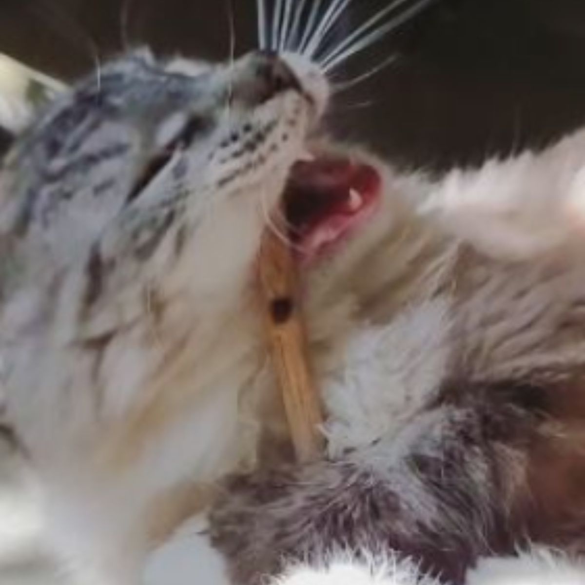 cat biting a stick
