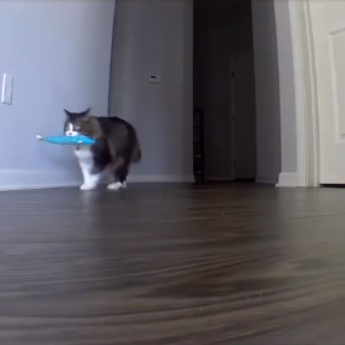 cat carrying a toy in its mouth