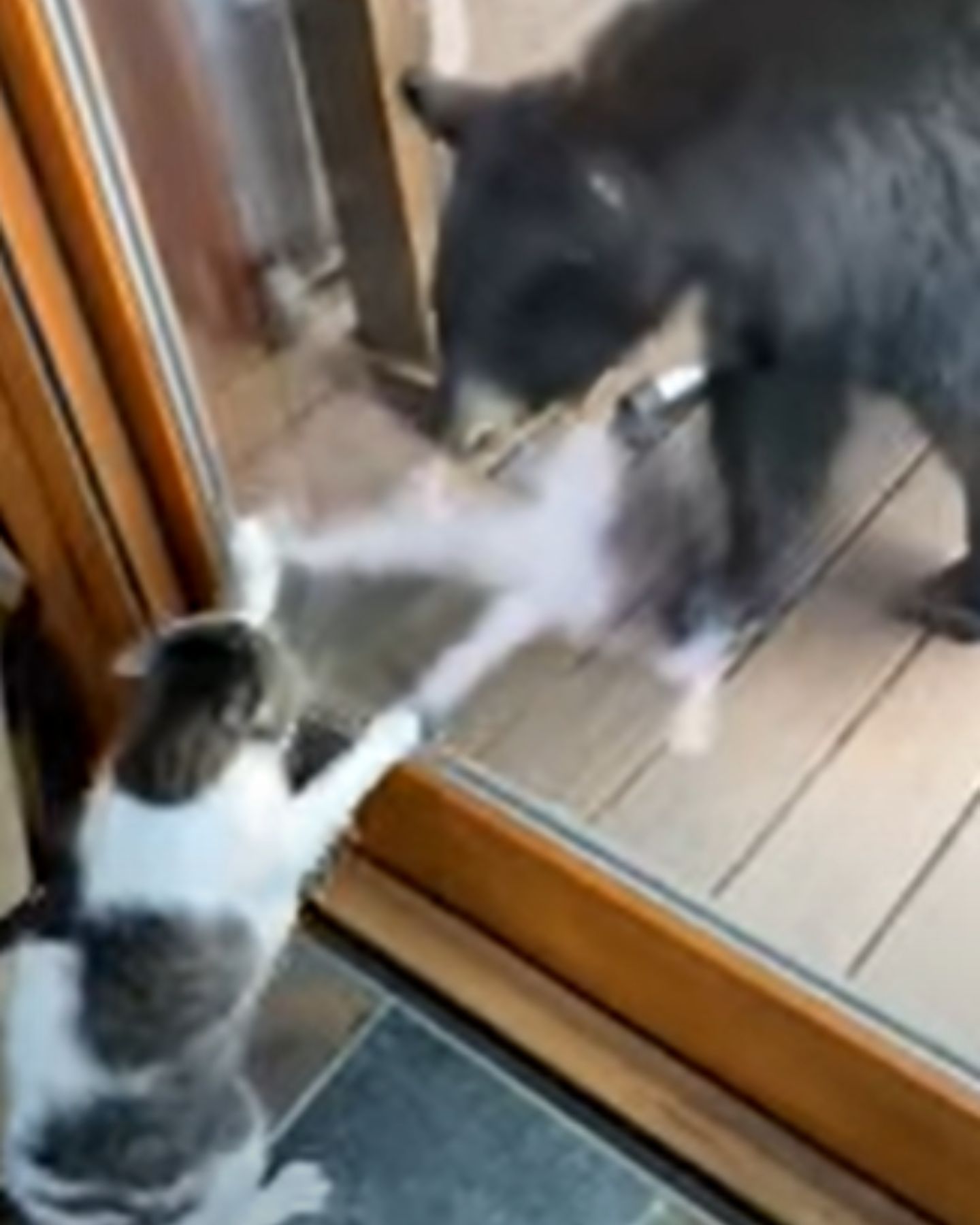 cat confronts black bear