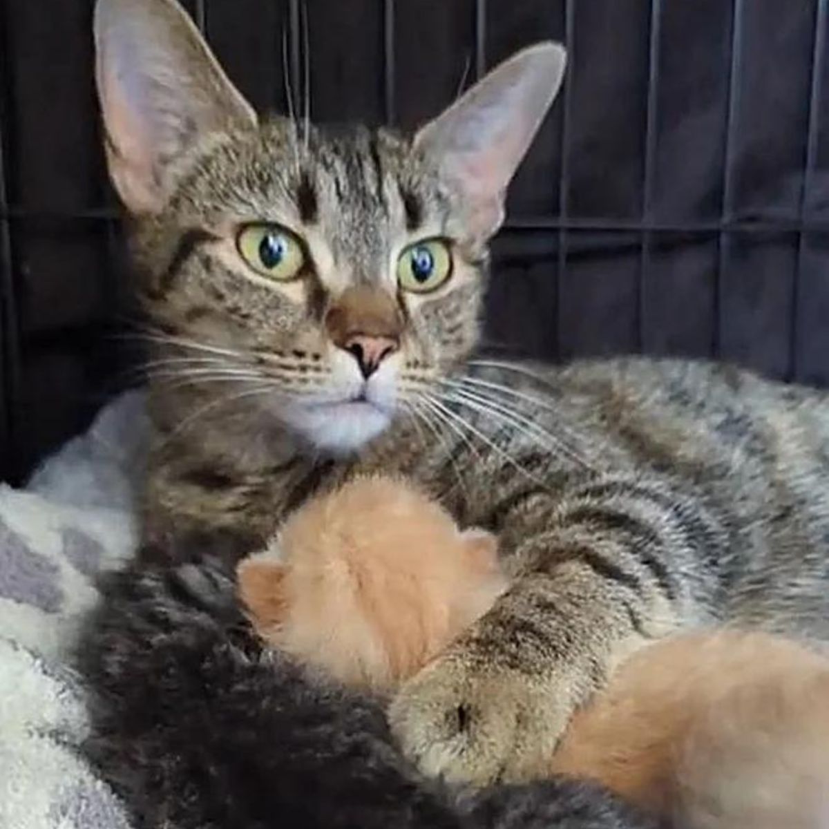 cat cuddling an orange kitten