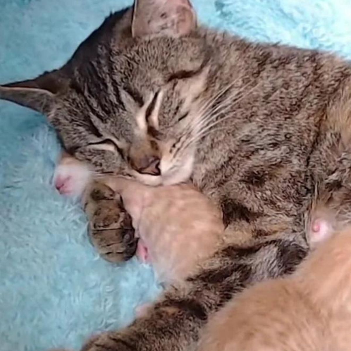 cat cuddling with a kitten