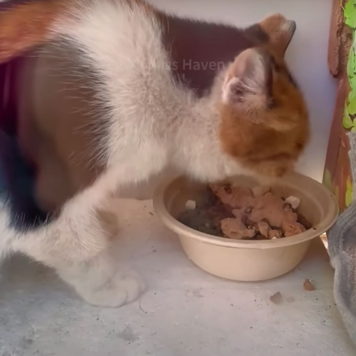 cat eats food from bowl