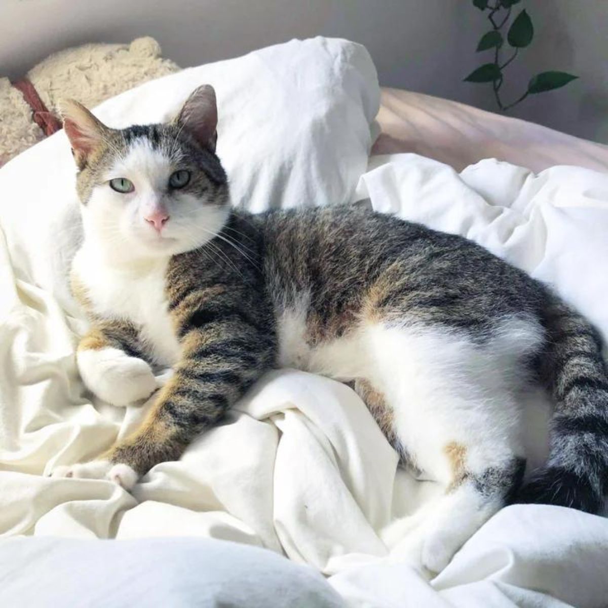 cat enjoying the bed