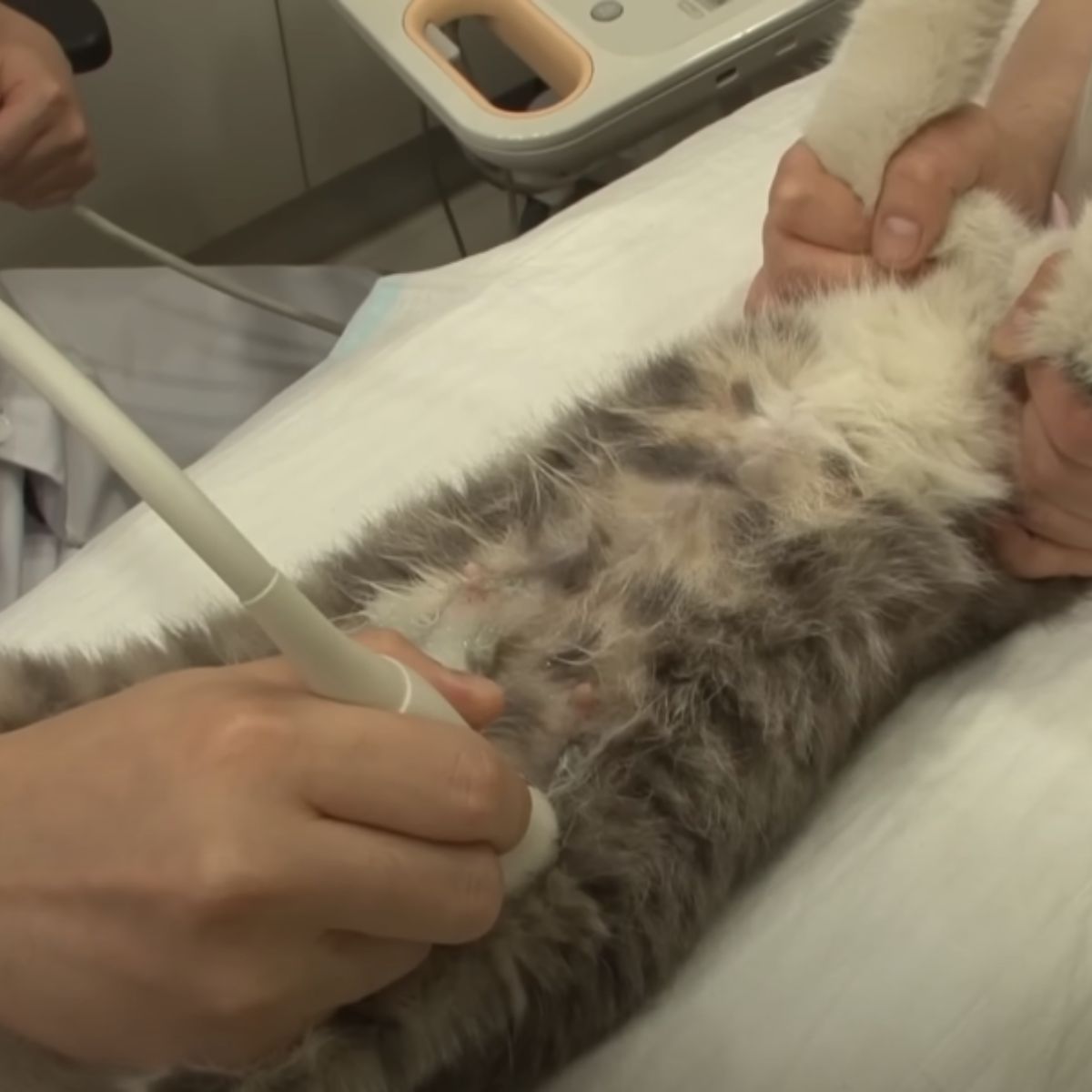 cat getting an ultrasound