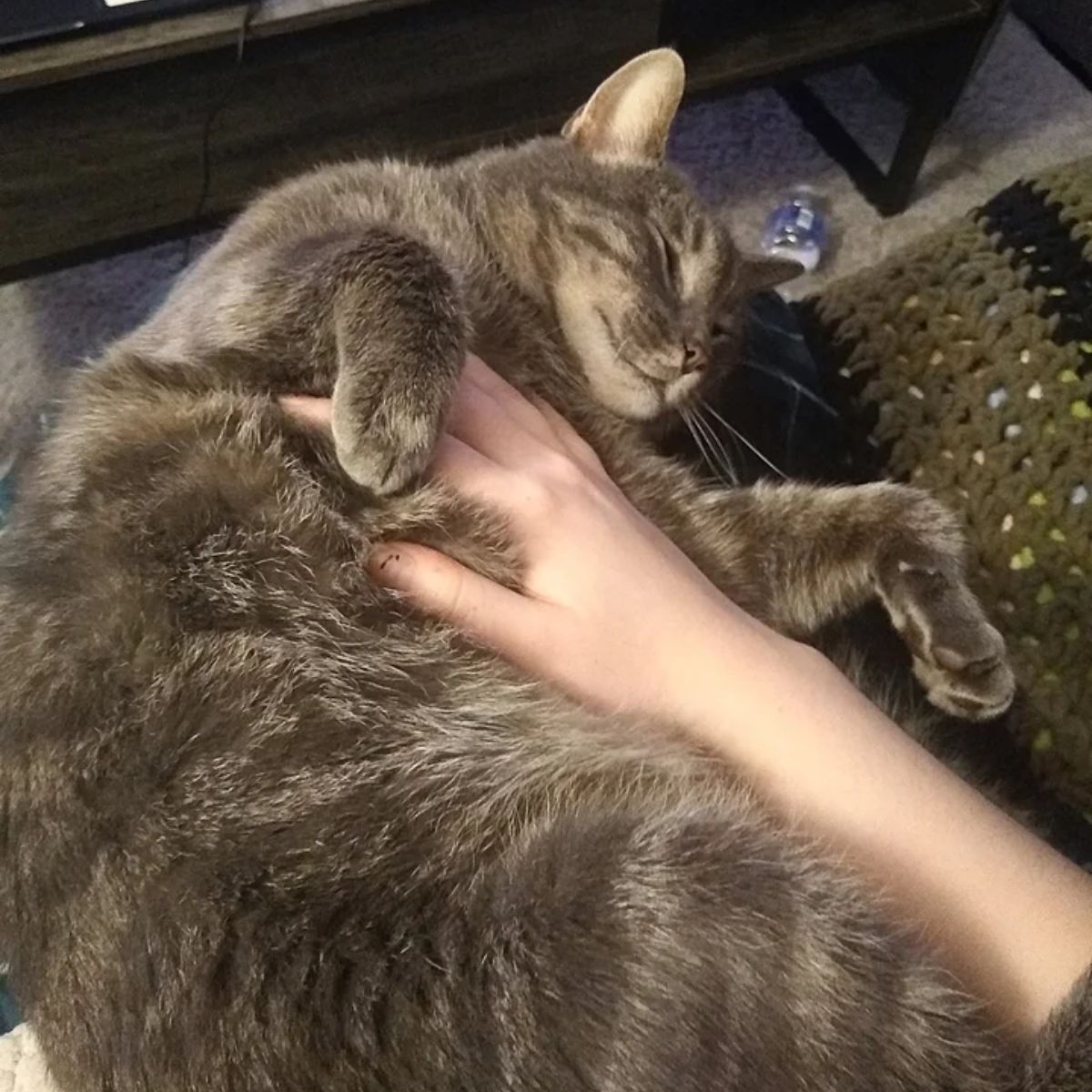 cat getting belly rubs