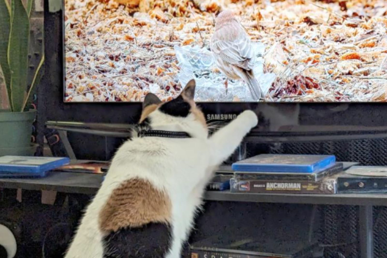 cat grabbing tv