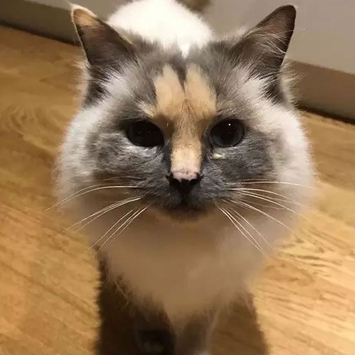 cat having a strange facial marking