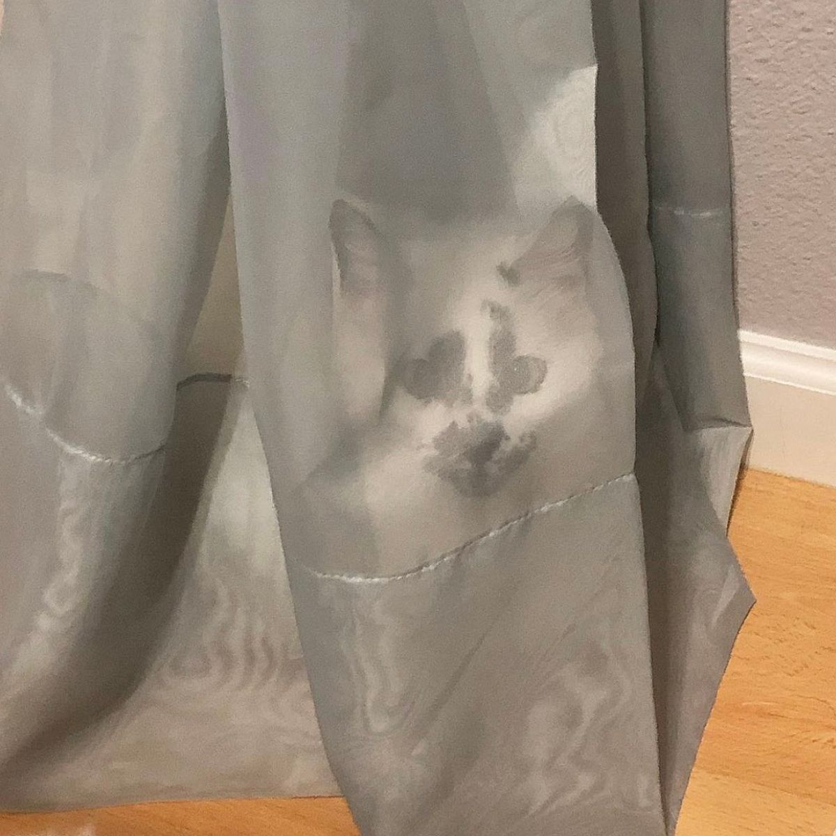 cat hiding behind the curtain