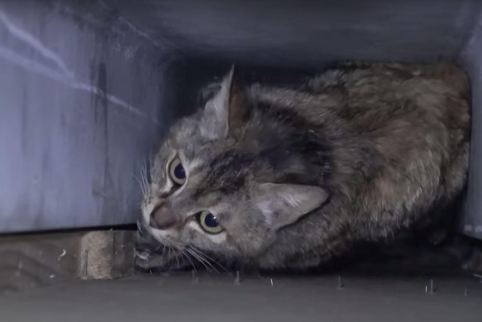 cat in a wall pillar