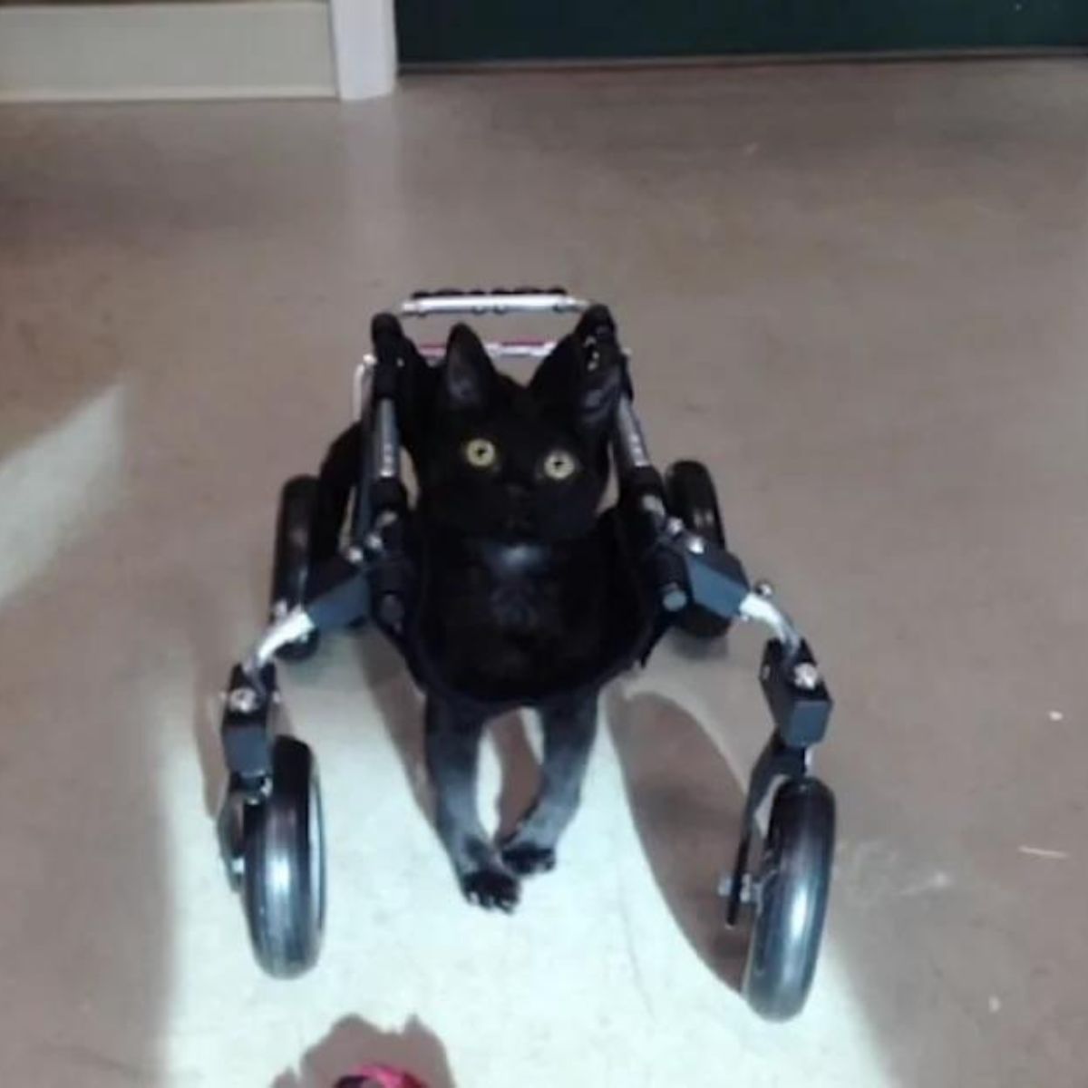 cat in a wheelchair
