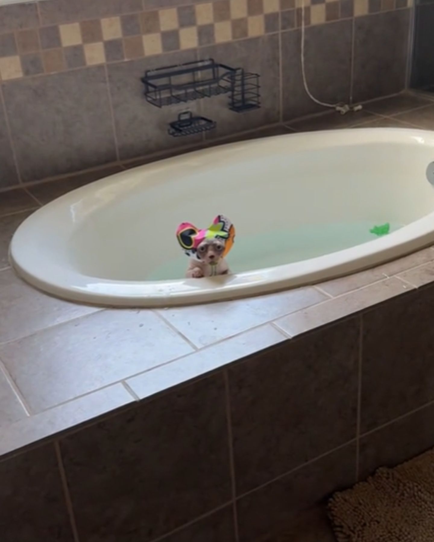 cat in bathtube