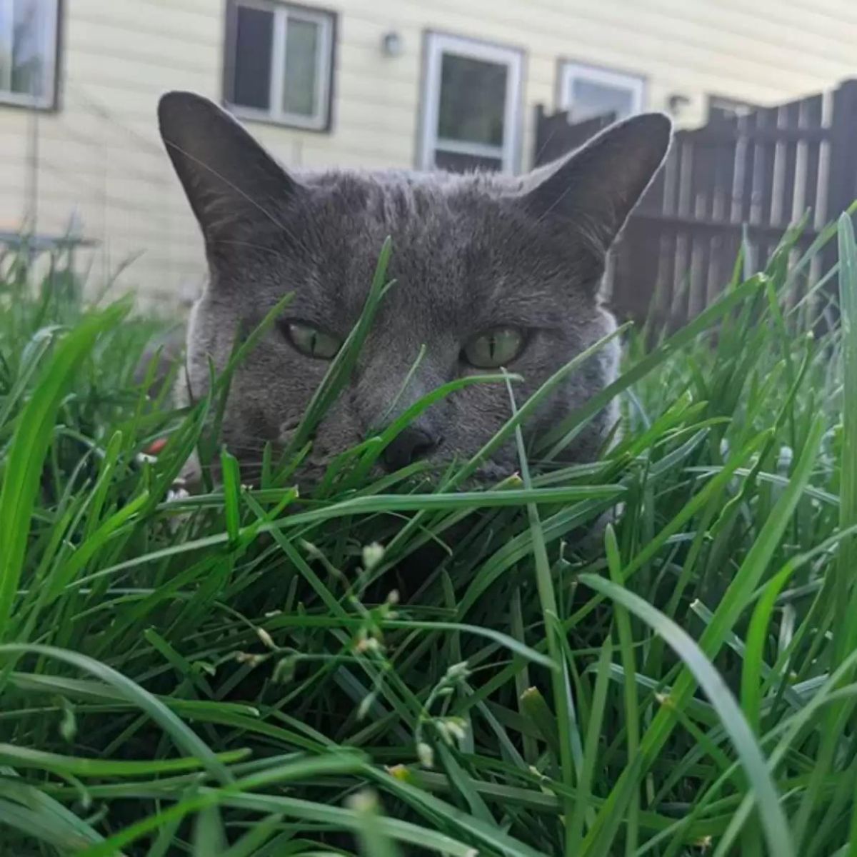 cat in green grass